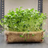 Sustainable Festive Gift Hamper with Microgreens Kit